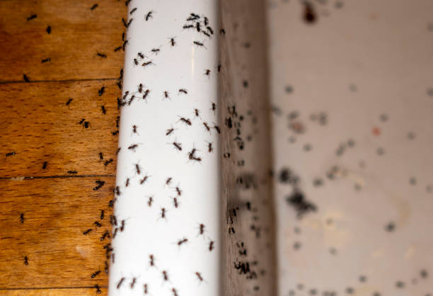 Best Pest Control Near Me  in Fitzgerald, GA