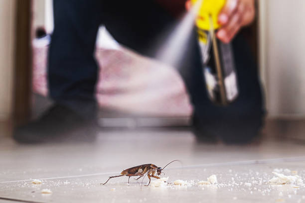 Best Spider Control Near Me  in Fitzgerald, GA